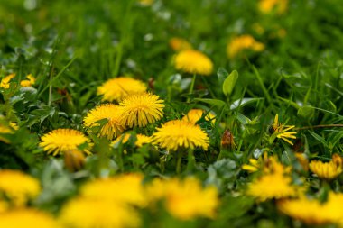 Seçici odak noktasında karahindiba çiçekleri olan bir çayır