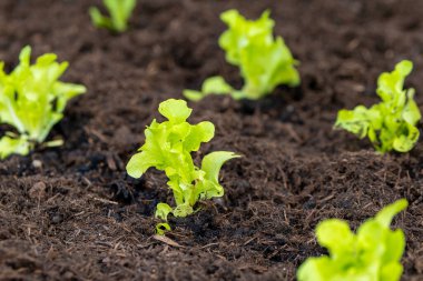 Baharda topraktan yeşil marul filizlenir.