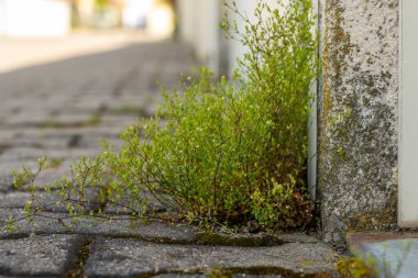 Şehirdeki kaldırımda otlar seçici bir odak noktasında