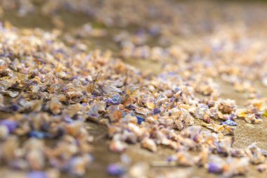 Seçici bir odak noktasında yerdeki eski yapraklar