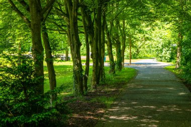 Her iki tarafında ağaçlar olan bir patika.