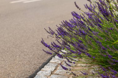Yolun kenarında lavantalı mor bir çalı yetişiyor.