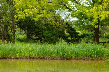 Ortasında gölet olan yemyeşil bir tarla.