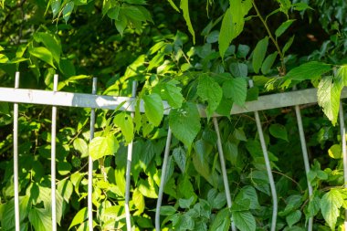 Yeşil yapraklı bir çit.