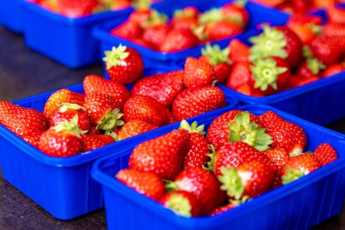 Bir markette mavi kutularda büyük kırmızı çilek yığını.