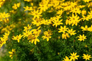 Sarı çiçeklerle dolu neşeli ve neşeli bir tarla.