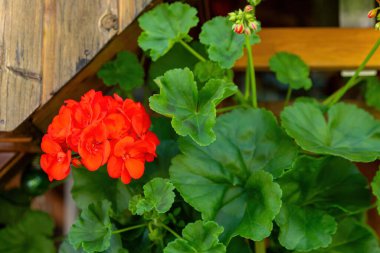 Kırmızı bir çiçek yeşil bir bitkinin içinde.