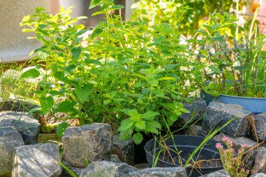 Birkaç bitkisi olan küçük bir bahçe.