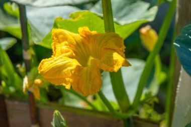 Yeşil saplı sarı bir çiçek.