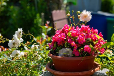 Masada pembe çiçekli küçük kırmızı bir saksı oturuyor.