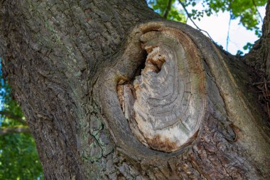 İçinde delik olan bir ağaç gövdesi.