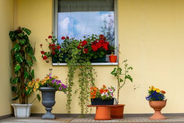 Çeşitli saksı bitkileri ve çiçeklerle dolu bir pencere pervazı.