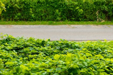 Yol kenarında yeşil bir çalı büyüyor.