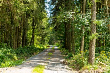 Her iki tarafında ağaçlar olan bir orman yolu.