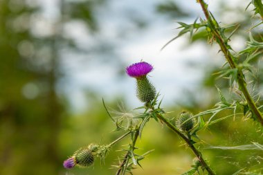 Seçici odak noktasında bir devedikeni bitkisi