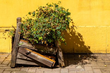 Sarı bir duvardaki tahta bir sandıkta bir bitki oturuyor.