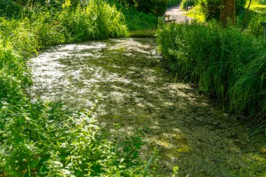 Yeşil çimenli ve banklı bir gölet.