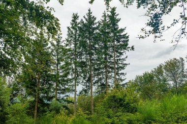 Ön planda birkaç ağaç ve arka planda birkaç tane daha olan bir orman.