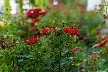 Bahçede bir sürü kırmızı çiçek var.