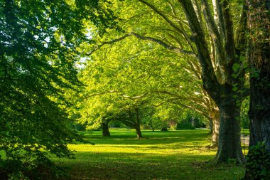 Ortasında büyük bir ağaç ve her iki tarafında da küçük iki ağaç olan bir park.