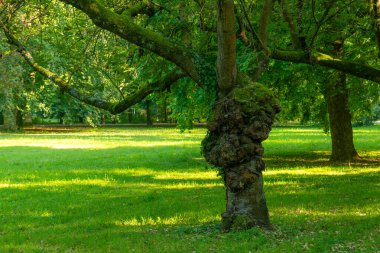 Geniş gövdeli büyük bir ağaç ve üzerinde bir sürü yosun yetişiyor.