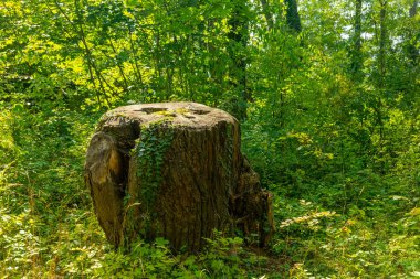 Büyük bir ağaç kütüğü yemyeşil bir ormanda oturuyor.