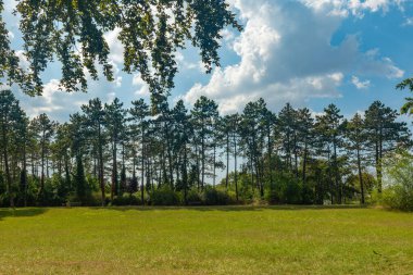 Arka planda ağaçlar olan büyük bir çim tarlası.