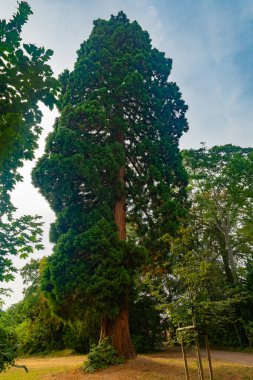 Yeşil yaprakları ve kahverengi gövdesi olan büyük bir ağaç.