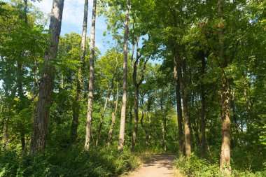 İçinden yol geçen bir orman.