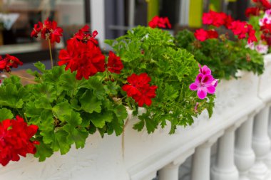 Kırmızı ve yeşil çiçekleri içeren bir sıra saksı bitkisi olan beyaz bir korkuluk.