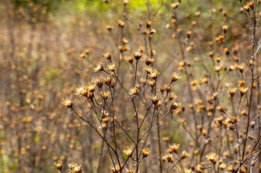 Kahverengi saplı kurumuş bir çiçek tarlası.
