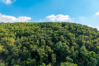 Arkasında açık mavi gökyüzü olan yemyeşil bir orman.