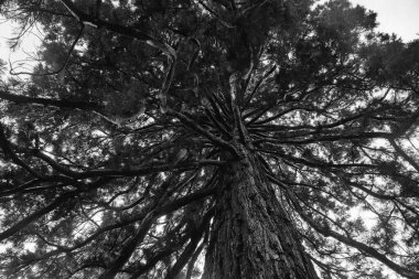 Gövdesi çok kalın ve bir sürü dalı olan bir ağaç.