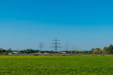 Arka planda mavi gökyüzü olan bir çimen tarlası.