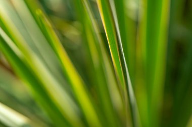 Sarımsı renkli yeşil çimenlerin yakın çekimi.