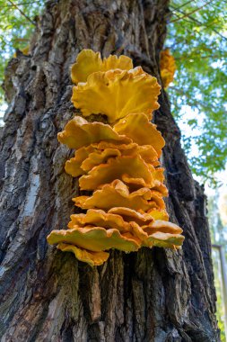 Ağaçta büyük bir mantar yetişiyor.