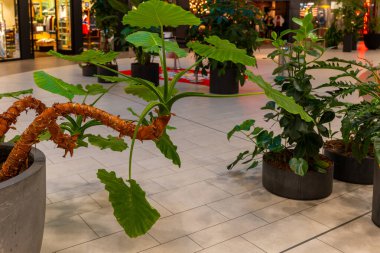 Uzun dalı olan büyük bir bitki diğer bitkilerle birlikte bir dükkandadır.