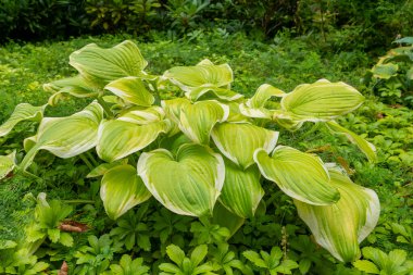 Sarı ve beyaz yapraklı yemyeşil bir bitki.