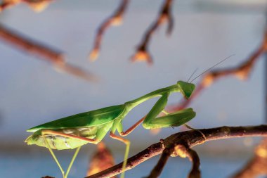 Bir dalın üzerine tünemiş yeşil peygamberdevesi. Böcek sadece dalın üzerinde dinlenirken, görüntünün sakin ve huzurlu bir havası vardır.