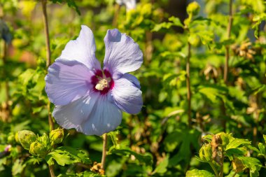 Kırmızı merkezli soluk bir lavanta çiçeği yeşil yapraklar ve diğer tomurcuklar arasında açar..