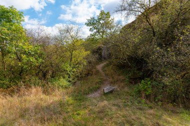 Yerde taş olan bir ormanın içinden geçen bir patika. Gökyüzü bulutlu ve ağaçlar yeşil