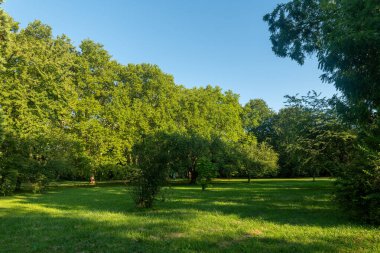 Arka planda uzun, yeşil ağaçlar olan bir park. Güneş yaprakların arasından parlıyor, ön plandaki yeşil çimlerin üzerine gölgeler düşüyor..