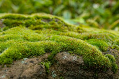 Canlı yeşil bir yosun halı gri bir kayayı kaplar ve pürüzlü dokusunu ortaya çıkarır. Arka planda yeşil yapraklar var. Bu da yemyeşil bir orman ortamı olduğunu gösteriyor..