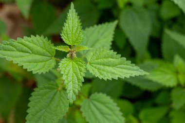 Tırtıklı kenarlarını ve belirgin damarlarını gösteren yeşil ısırgan otu yapraklarının yakın çekimi..