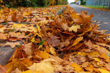 Düşen yapraklarla kaplı bir kaldırıma yakın plan, bulanık bir arka plan bir cadde ve çevreleyen yeşillik.