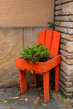 Parlak turuncuya boyanmış ahşap bir saksı sandalye şeklindedir. Küçük yeşil bir bitki barındırıyor. Saksı, bej bir duvarla taş bir duvar arasında yer alıyor..