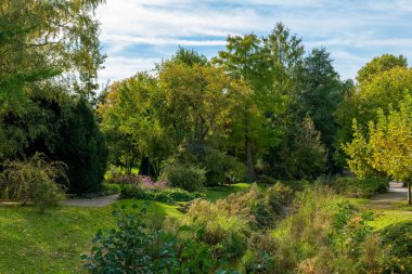 Uzun ağaçlar ve yemyeşil yemyeşil ağaçlarla dolu yoğun bir ormanlık alandan geçen dolambaçlı bir yol. Zemin çimen ve çalılarla kaplı ve ağaçlarda yeşil ve sarı yapraklar var..