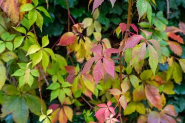 Sarmaşıktaki yaprakların yakın görüntüsü, yeşilin, sarının, turuncunun ve kırmızının çeşitli tonlarını gösteriyor. Yapraklar sarmaşıkta bir araya toplanır ve canlı bir sonbahar rengi görüntüsü oluşturur..