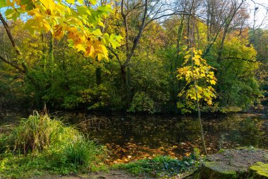 Küçük bir gölet yoğun bir ormanın içinde, canlı sarı yapraklarla çevrili ağaçlarla çevrilidir. Su karanlık ve durgun, etrafındaki yaprakları yansıtıyor..