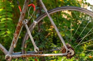 Görüntü paslı bir bisiklet tekerleğinin yakın çekimini gösteriyor. Bisiklet yeşil bir çalıya dayanır, tellerin etrafında sarmaşıklar büyür..